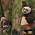 Kung Fu Panda: Legends of Awesomeness - S03E17: Apocalypse Yao