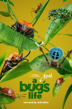 Skutečný život brouka (A Real Bug's Life)